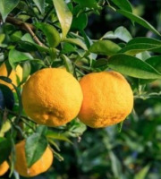 Les Hespérides - Coopérative de la Riviera Française - Yuzu 1kg