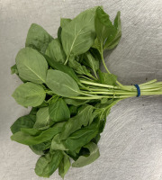 Les Herbes du Roussillon - Basilic Frais