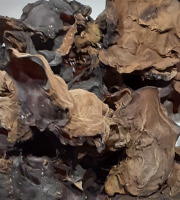 Rébecca les Jolies Fleurs - Champignons séchés : Oreille de juda