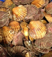 Saint Kerber - Cancale - Coquilles Saint Jacques de plongée 6kg