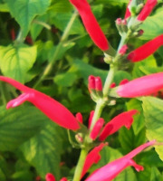 Nature et Saveurs - Ferme Aquaponique et Permacole Astérienne - Sauge Ananas (100 Fleurs Fraiches)