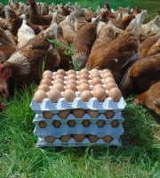 La Ferme de l'Abbaye - Oeufs de Poules Rousses Lohman (4 plaques de 30 œufs)