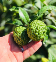 Les Hespérides - Coopérative de la Riviera Française - Combava 1kg
