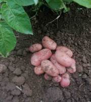 Ferme de Carcouet - Pommes de Terre Nouvelle Rouge Bio - 10 kg