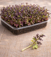 Nature et Saveurs - Ferme Aquaponique et Permacole Astérienne - Micropousses de moutarde Red Lace coupées - 20g