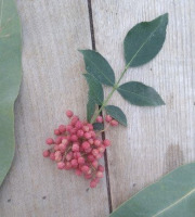 HERBA HUMANA - Poivre de Sichuan frais - 100g