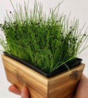 Horssol - Ferme urbaine - Micro-pousse d'Ail doux x4 barquettes