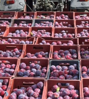 Vergers des brunots - Prune "Fortune" 5kg