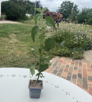 Des Poules et des Vignes à Bourgueil - Plant d’ortie