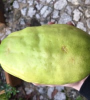 Le Jardin des Antipodes - Cédrat Lisse Ou Rugueux Bio (Citrus medica)