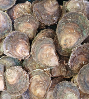 Huitres Damerose - Huitres Plates calibre M (moyen) - 2 douzaines (25 pièces)