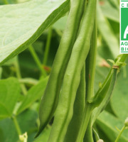 Mon Petit Producteur - Haricot Vert Bio [vendu Par 500g]