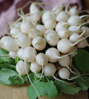 Maison Argentain - Radis Blanc - 200g