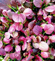 Nature et Saveurs - Ferme Aquaponique et Permacole Astérienne - Tatsoï ARAX jeunes feuilles - 50g
