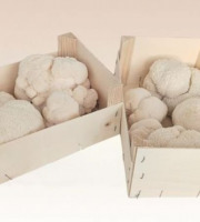 Les Myconautes - Hericium Bio - Cagette 1kg