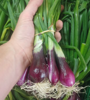 Ferme Joos - Oignons rouges frais - botte de 250 à 300g