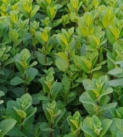 Les Herbes du Roussillon - (Offre pro) 45kg menthe fraîche