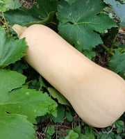 Aux Jardins des Colibris - Courge Butternut Bio entière