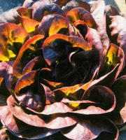 Maison Argentain - Fine Feuille Rouge - 300g