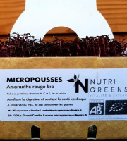 Ma Micropousse culinaire - Amaranthe rouge Bio 8x50g