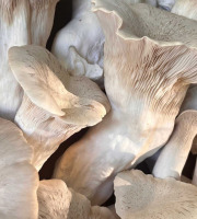 Naturélium - Le pleurote du panicaut 1,5kg