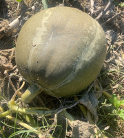 Des Poules et des Vignes à Bourgueil - Courge verte à chair orange
