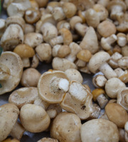 Trapon Champignons - TRICHOLOMES DE LA ST GEORGES