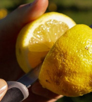 Jardins de la Testa - Citron de Corse BIO - 400kg
