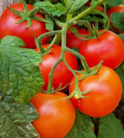 Maréchal Fraicheur - Tomates grappe - 5 kg