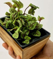 Horssol - Ferme urbaine - Micro-pousse d'Oseille sanguine x4 barquettes