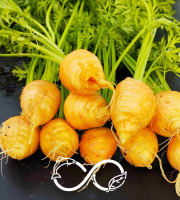 Nature et Saveurs - Ferme Aquaponique et Permacole Astérienne - Mini Carotte Ronde Gastronomiques