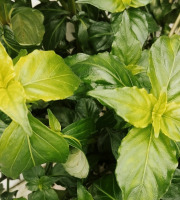 Nature et Saveurs - Ferme Aquaponique et Permacole Astérienne - Rungia klossii – la plante au goût de champignon frais