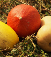 Mon Petit Producteur - Trio de courges bio [poids moyen 5 kg]