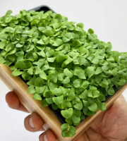 Horssol - Ferme urbaine - Micro-pousse de Basilic menthe x4 barquettes