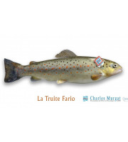 Ma poissonnière - Truite Fario lot de 2 pieces