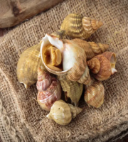 Brest Marée - Bulots cuits - 1kg