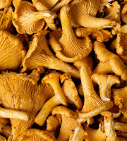 Naturélium - Chanterelle modeste sauvage fraîche