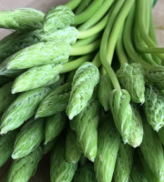 ChâteauFer - Asperge sauvage des bois - Ornithogale 100g