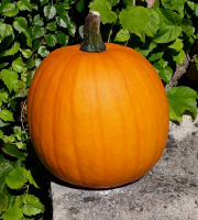 Ferme de Cernunnos - Jack O'Lantern (Halloween !)