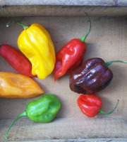 HERBA HUMANA - Piment Habanero jaune 3kg