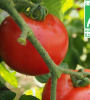 Mon Petit Producteur - Tomate Ronde Paola Bio [vendue Par 3 Kg]