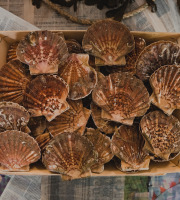 Thalassa Tradition - Coquilles Saint Jacques vivantes Normandie - 6kg