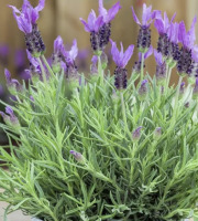 L'OLIVERAIE DU COUDON - LAVANDE PAPILLON  (2 POTS)