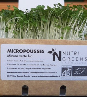 Ma Micropousse culinaire - Mizuna verte Bio 16x50g