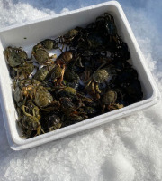 Pêcheur Toni  Micheau - Crabes Verts de Méditerranée - Vivants - 5000g