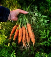 La Ferme d'Artaud - Carottes fanes 1kg