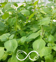 Nature et Saveurs - Ferme Aquaponique et Permacole Astérienne - Basilic Sacré ou Tulsi