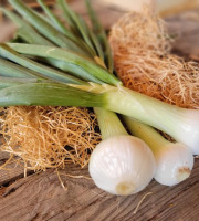 Les Jardins de Gérard - Oignon doux Cénol Bio - 500 g