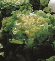 Nature et Saveurs - Ferme Aquaponique et Permacole Astérienne - Salade Chicorée Scarole à feuille lisse