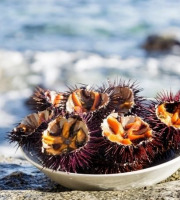 Saint Kerber - Cancale - Oursins violets de Bretagne - 3 Kg